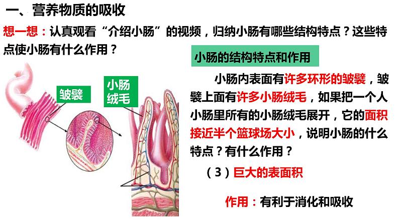 人教版生物七年级下册 4.2.2 消化和吸收（第2课时） 同步课件+视频素材05