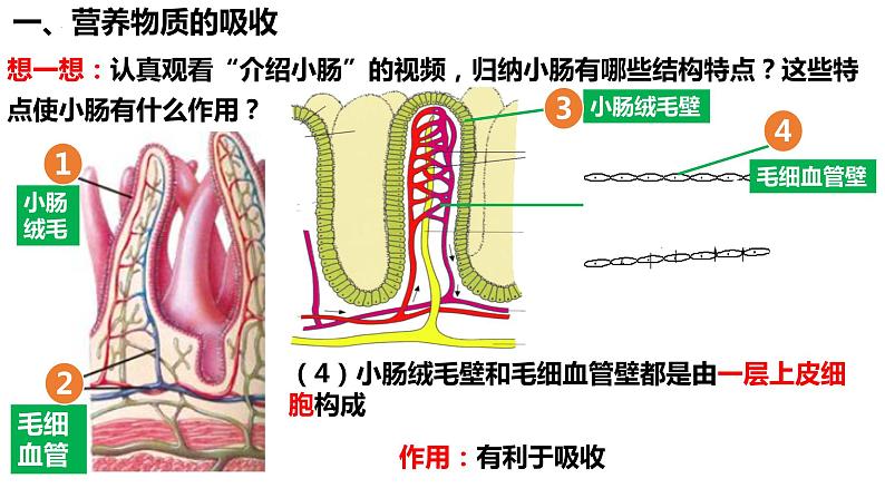 人教版生物七年级下册 4.2.2 消化和吸收（第2课时） 同步课件+视频素材06