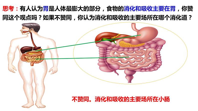 人教版生物七年级下册 4.2.2 消化和吸收（第2课时） 同步课件+视频素材07