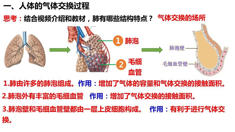 人教版生物七年级下册 4.3.2 发生在肺内的气体交换 同步课件+视频素材06