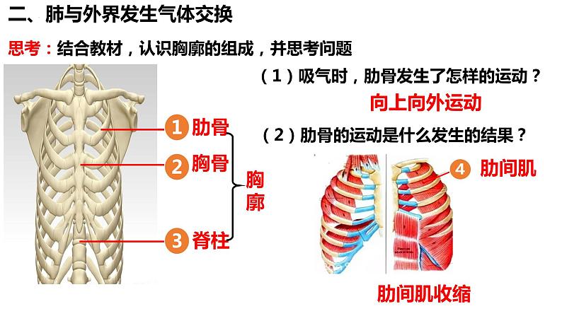 人教版生物七年级下册 4.3.2 发生在肺内的气体交换 同步课件+视频素材08