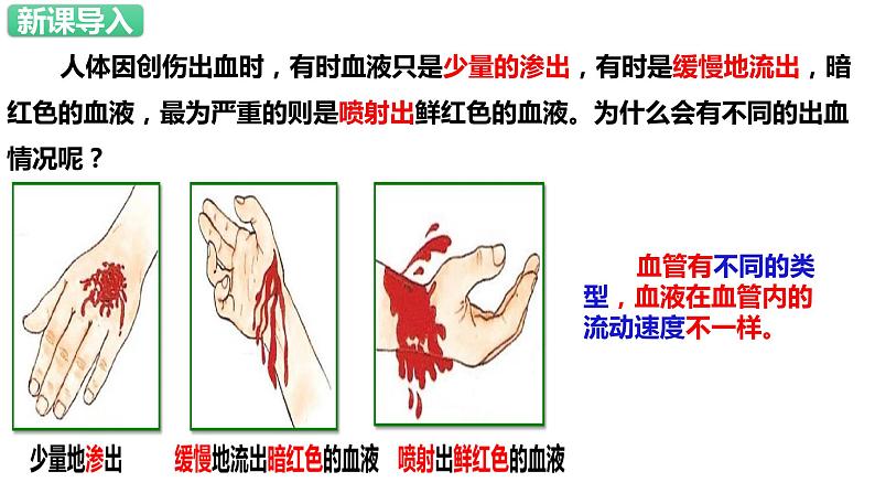 人教版生物七年级下册 4.4.2 血流的管道—血管 同步课件+视频素材02