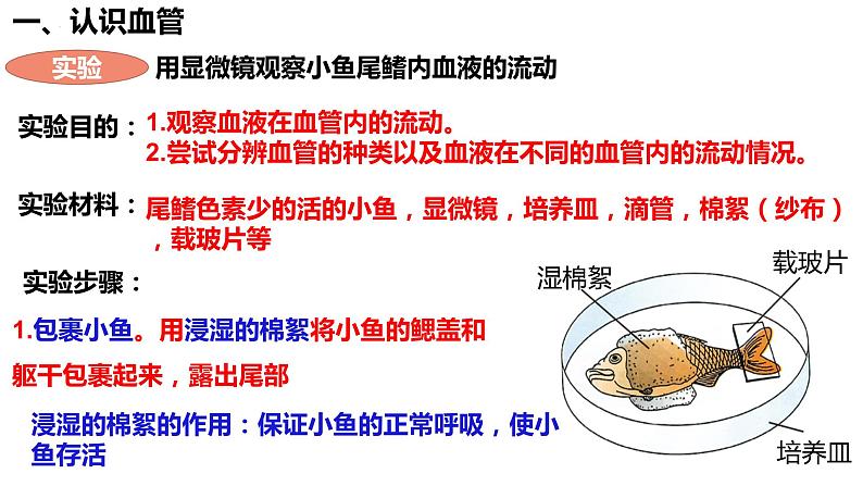 人教版生物七年级下册 4.4.2 血流的管道—血管 同步课件+视频素材03