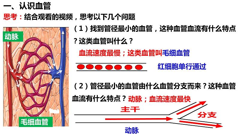 人教版生物七年级下册 4.4.2 血流的管道—血管 同步课件+视频素材06