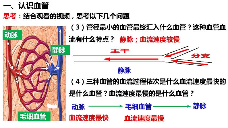 人教版生物七年级下册 4.4.2 血流的管道—血管 同步课件+视频素材07