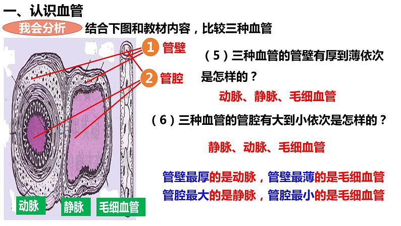 人教版生物七年级下册 4.4.2 血流的管道—血管 同步课件+视频素材08