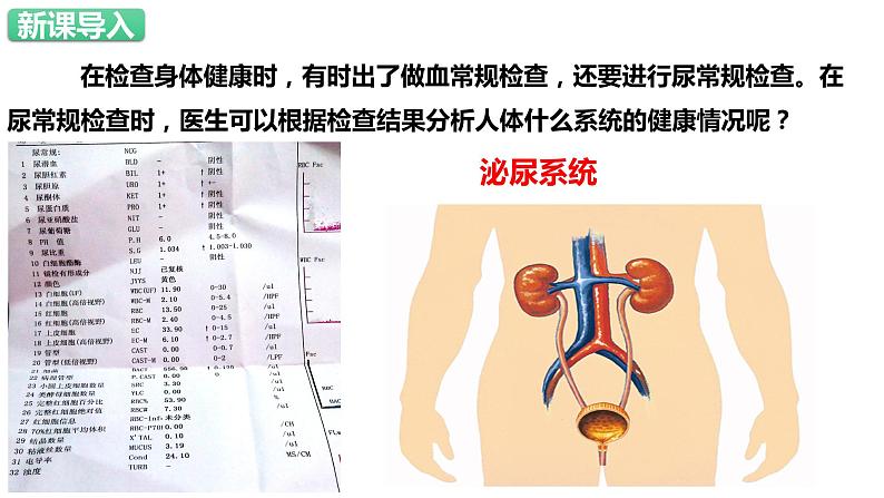 人教版生物七年级下册 4.5 人体内废物的排出 同步课件第2页