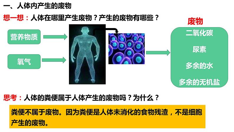 人教版生物七年级下册 4.5 人体内废物的排出 同步课件第3页