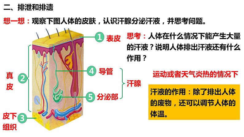 人教版生物七年级下册 4.5 人体内废物的排出 同步课件第5页