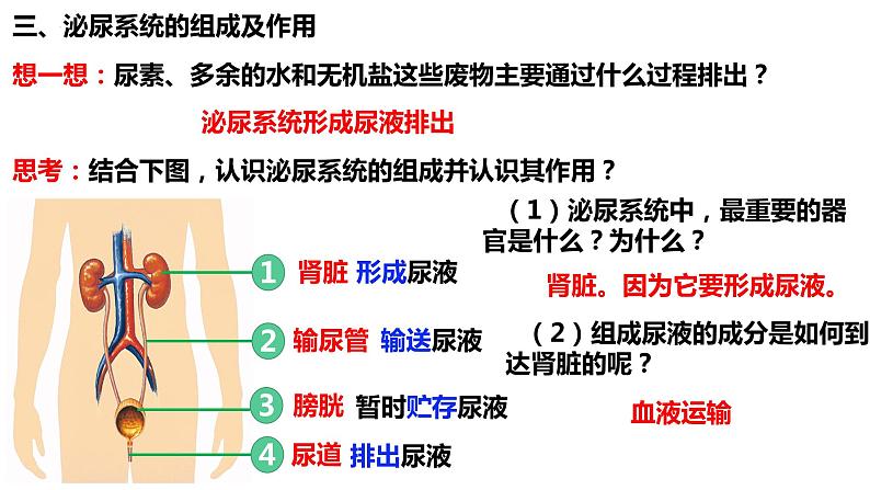 人教版生物七年级下册 4.5 人体内废物的排出 同步课件第6页