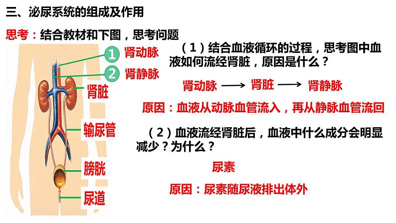 人教版生物七年级下册 4.5 人体内废物的排出 同步课件第7页