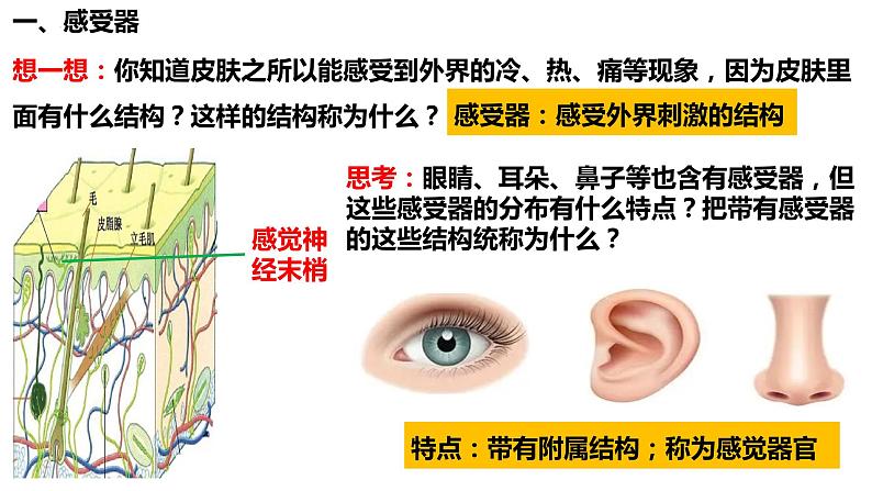 人教版生物七年级下册 4.6.1 人体对外界环境的感知 同步课件第3页