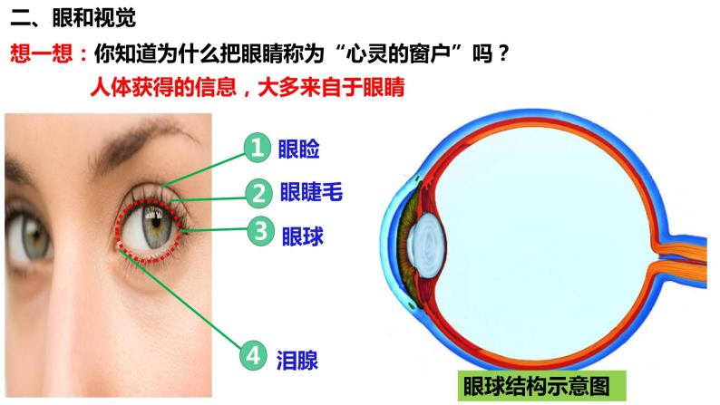 人教版生物七年级下册 4.6.1 人体对外界环境的感知 同步课件+视频素材04