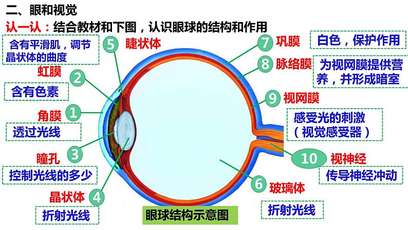 人教版生物七年级下册 4.6.1 人体对外界环境的感知 同步课件第5页