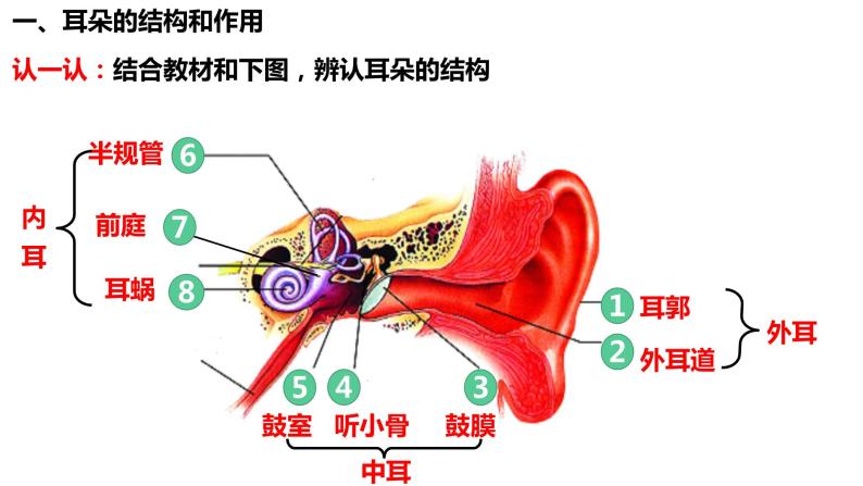 人教版生物七年级下册 4.6.1 人体对外界环境的感知（第2课时） 同步课件+视频素材03