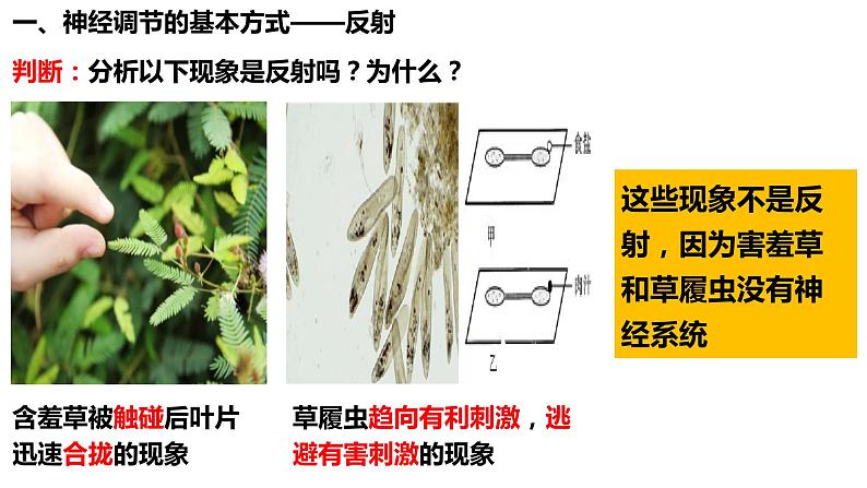 人教版生物七年级下册 4.6.3 神经调节的基本方式 同步课件+视频素材05