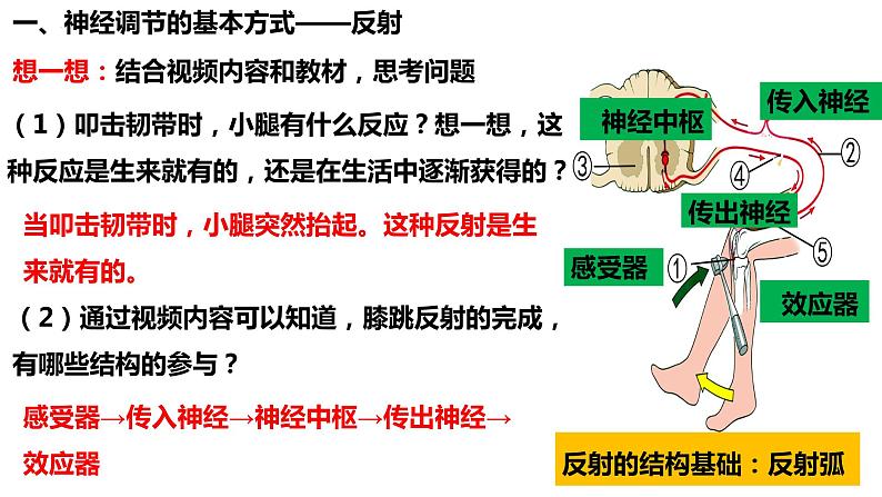 人教版生物七年级下册 4.6.3 神经调节的基本方式 同步课件+视频素材08