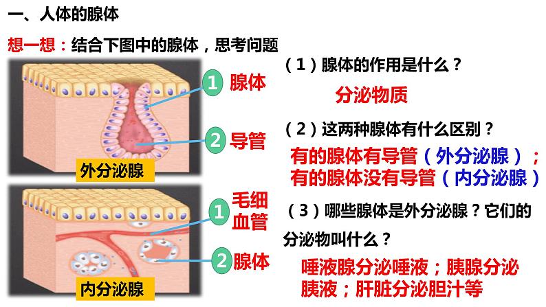 人教版生物七年级下册 4.6.4 激素调节 同步课件+视频素材03