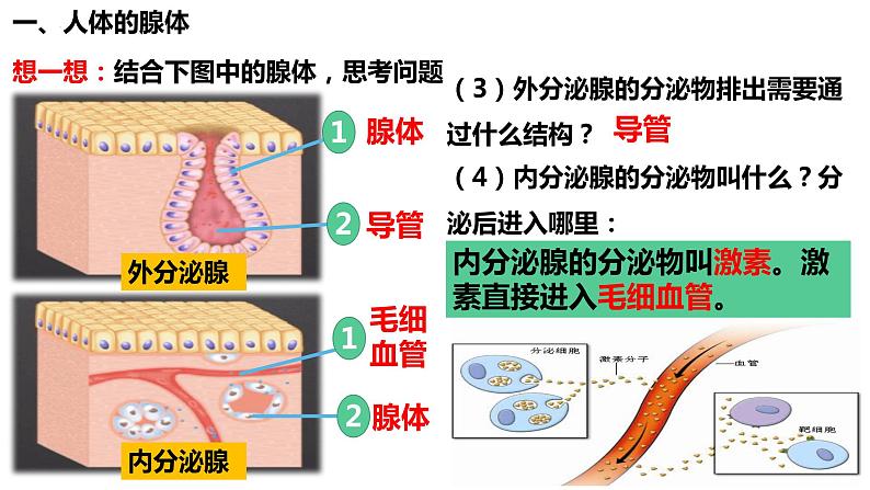 人教版生物七年级下册 4.6.4 激素调节 同步课件+视频素材04