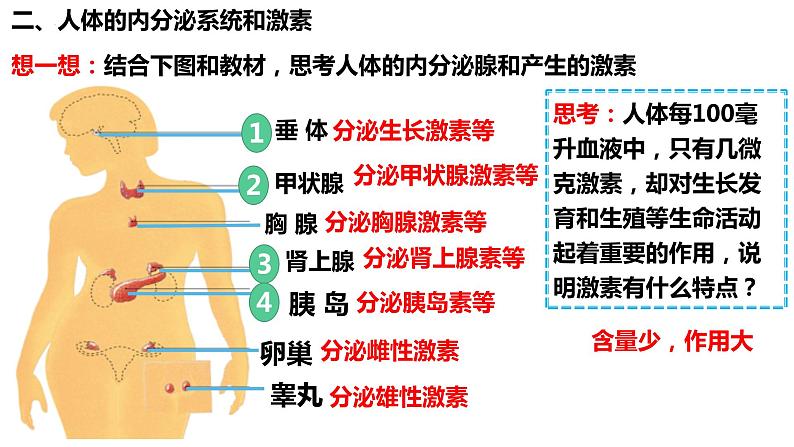 人教版生物七年级下册 4.6.4 激素调节 同步课件+视频素材05