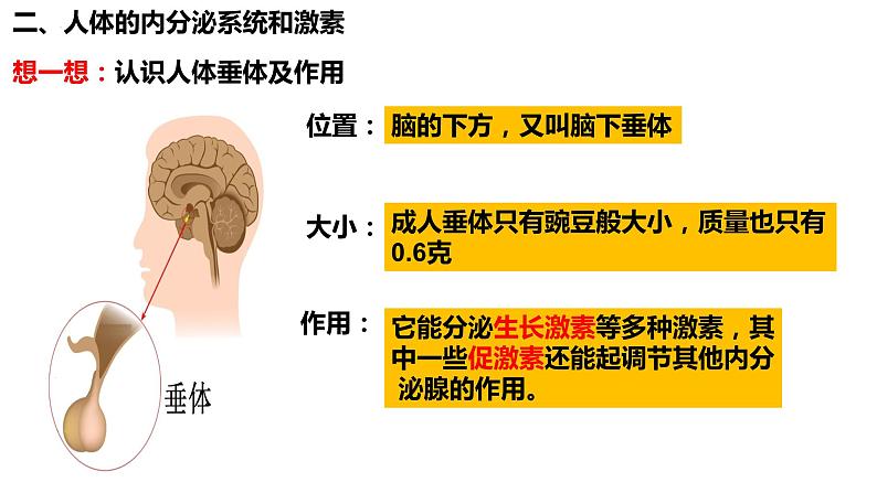 人教版生物七年级下册 4.6.4 激素调节 同步课件+视频素材07