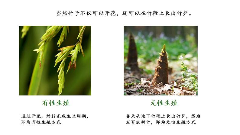 人教版生物八年级下册 7.1.1 植物的生殖 同步课件06