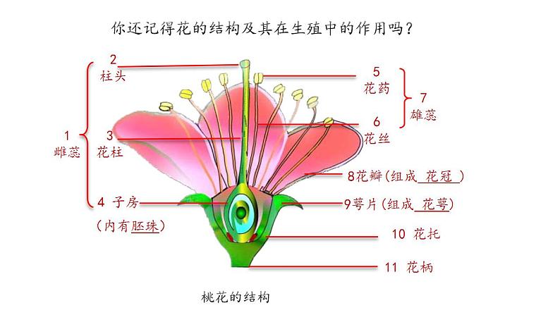 人教版生物八年级下册 7.1.1 植物的生殖 同步课件08