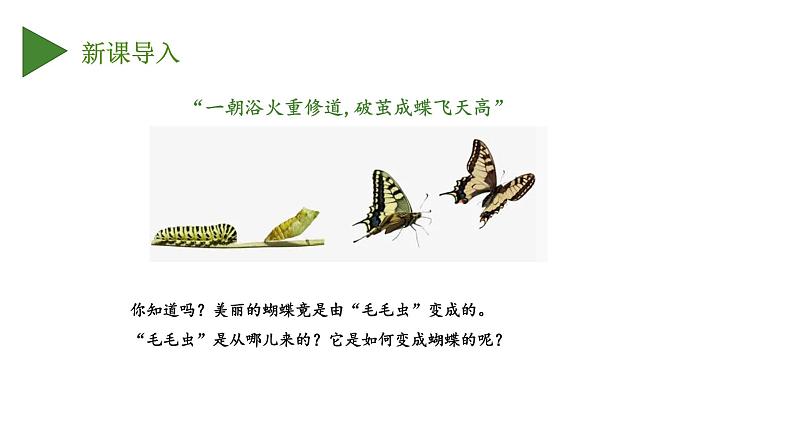 人教版生物八年级下册 7.1.2 昆虫的生殖和发育 同步课件03