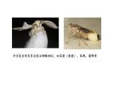 人教版生物八年级下册 7.1.2 昆虫的生殖和发育 同步课件