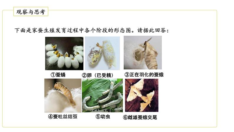 人教版生物八年级下册 7.1.2 昆虫的生殖和发育 同步课件07