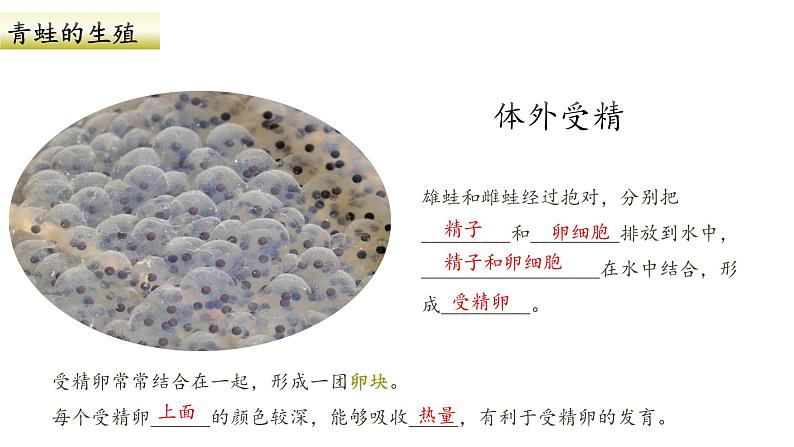 人教版生物八年级下册 7.1.3 两栖动物的生殖和发育 同步课件08