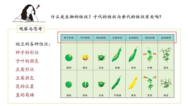 人教版生物八年级下册 7.2.1 基因控制生物的性状 同步课件07