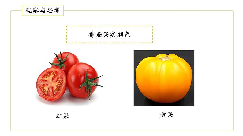 人教版生物八年级下册 7.2.1 基因控制生物的性状 同步课件08