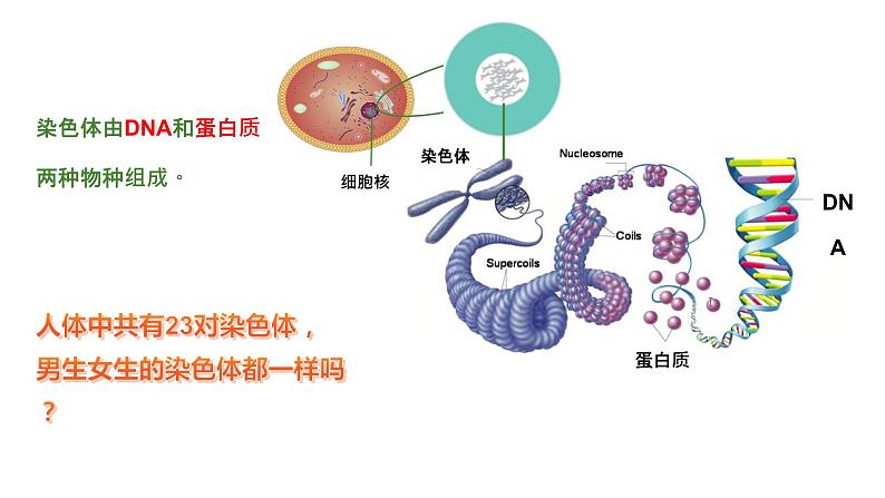 人教版生物八年级下册 7.2.4 人的性别遗传 同步课件07