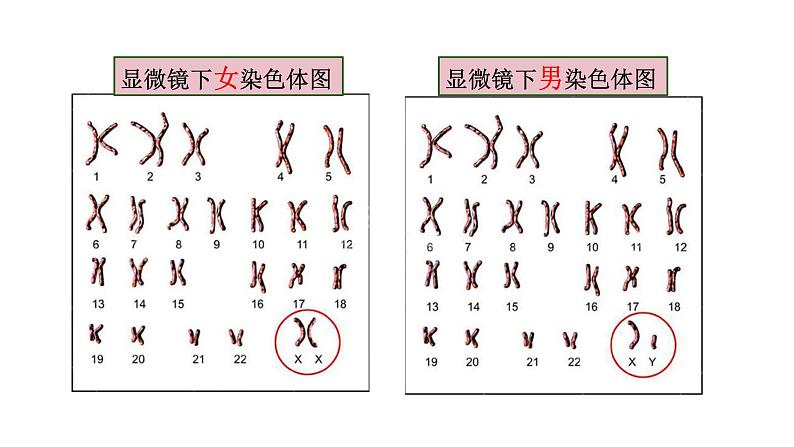 人教版生物八年级下册 7.2.4 人的性别遗传 同步课件08