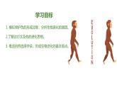 人教版生物八年级下册 7.3.3 生物进化的原因 同步课件