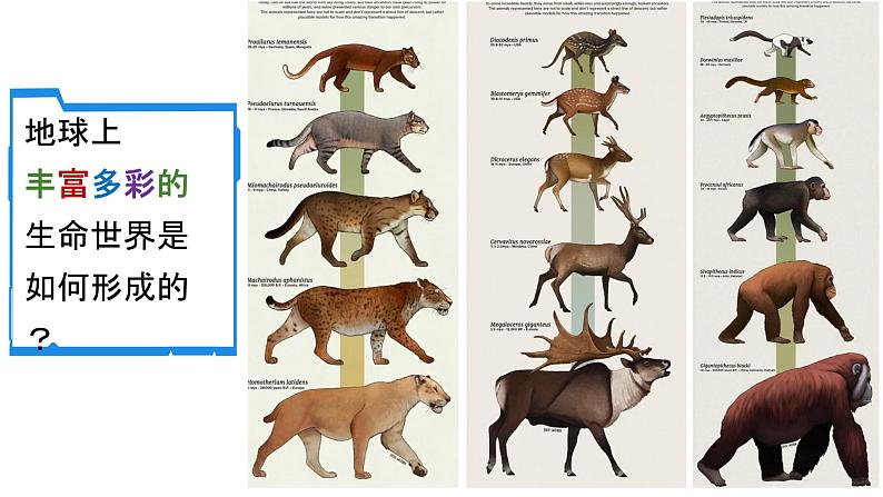 人教版生物八年级下册 7.3.3 生物进化的原因 同步课件第4页