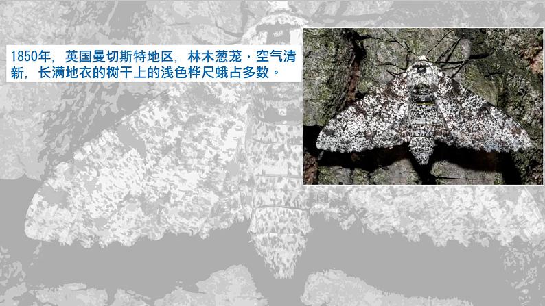 人教版生物八年级下册 7.3.3 生物进化的原因 同步课件第7页