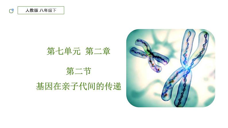 人教版生物八年级下册 7.2.2 基因在亲子间的传递 同步课件01