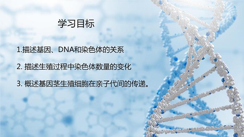 人教版生物八年级下册 7.2.2 基因在亲子间的传递 同步课件03