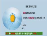 人教版生物八年级下册 7.2.2 基因在亲子间的传递 同步课件