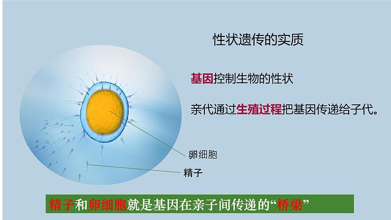 人教版生物八年级下册 7.2.2 基因在亲子间的传递 同步课件05