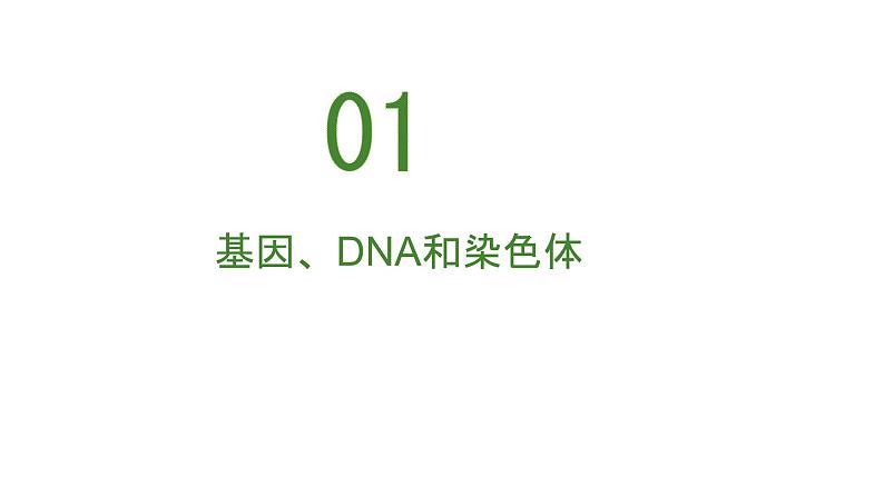 人教版生物八年级下册 7.2.2 基因在亲子间的传递 同步课件06