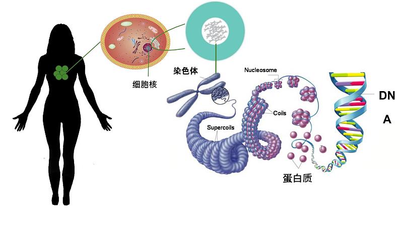 人教版生物八年级下册 7.2.2 基因在亲子间的传递 同步课件07