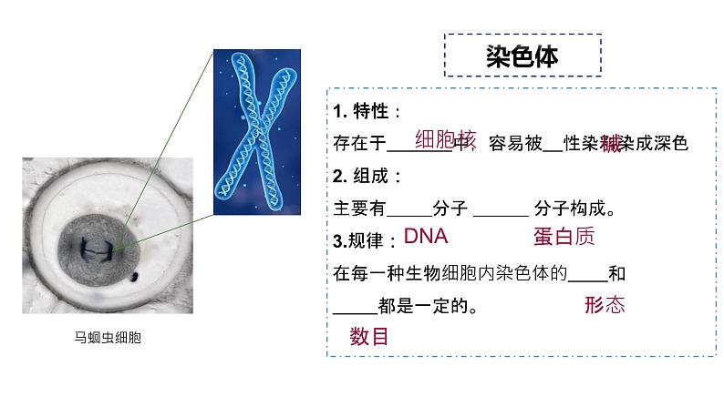 人教版生物八年级下册 7.2.2 基因在亲子间的传递 同步课件08