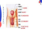 4.1.2++人的生殖++课件-2023-2024学年人教版生物七年级下册