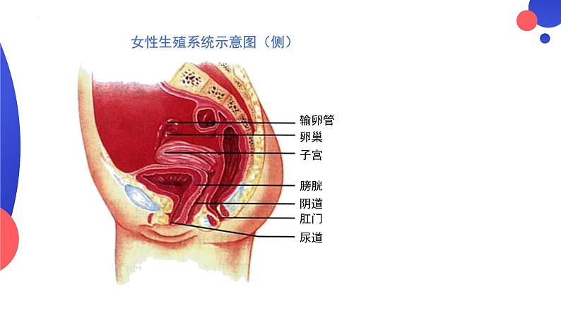 4.1.2++人的生殖++课件-2023-2024学年人教版生物七年级下册07