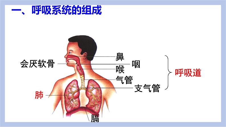 【核心素养】人教版初中生物七年级下册4.3.1《呼吸道对空气的处理》课件第6页