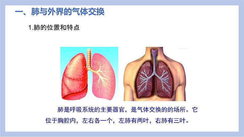 【核心素养】人教版初中生物七年级下册4.3.2《发生在肺内的气体交换》课件＋课时练习＋教案（含教学反思）05