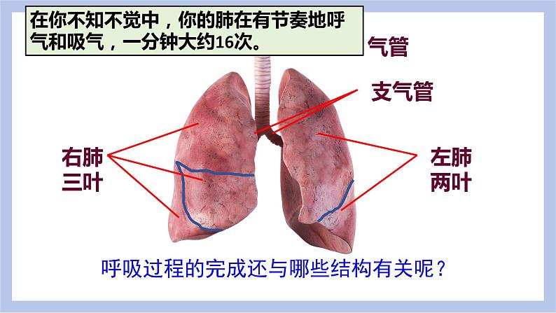 【核心素养】人教版初中生物七年级下册4.3.2《发生在肺内的气体交换》课件＋课时练习＋教案（含教学反思）07